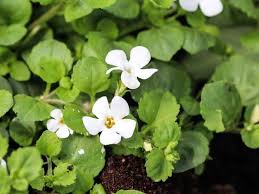 Bacopa Monnieri Extract