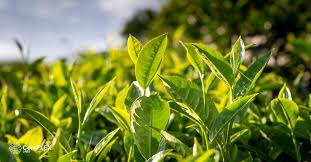 Green Tea Extract (L-Theanine + Caffeine)